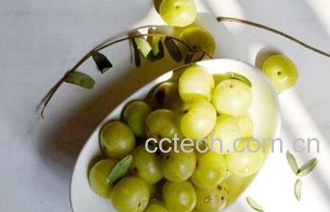 油柑子的功效与作用及常见用法-0