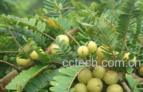 油柑子的功效与作用及常见用法-1