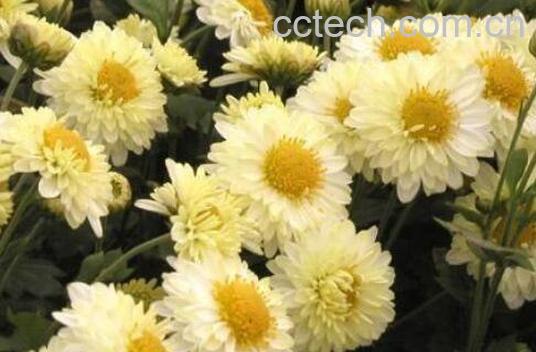 杭白菊的功效与作用及冲泡方法-1