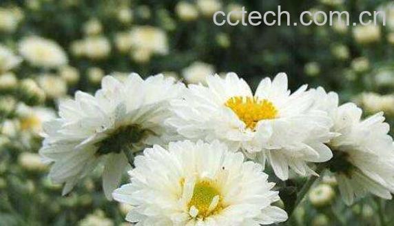 杭白菊的功效与作用及冲泡方法-0