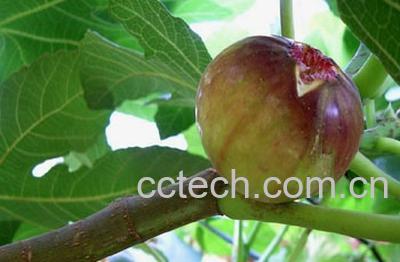 果蔬百科无花果甜芋炖牛尾-0