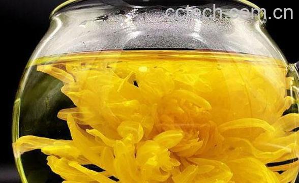 金丝皇菊的功效与作用及冲泡方法-0