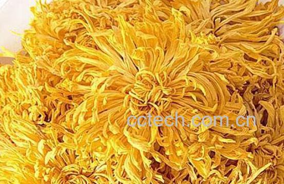 金丝皇菊的功效与作用及冲泡方法-1