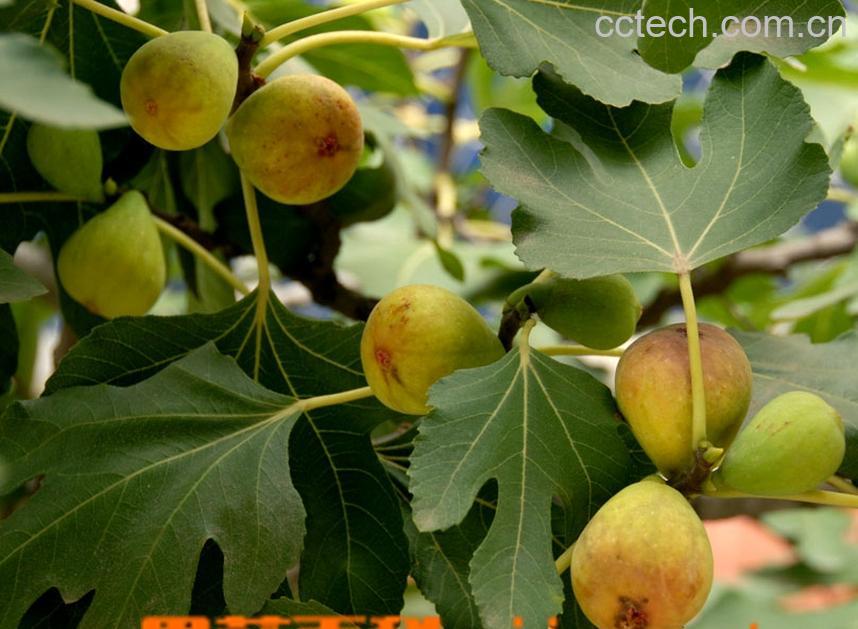 果蔬百科无花果-0