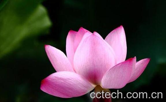 荷花茶的功效与禁忌-1