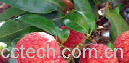 果蔬百科丹荔-0