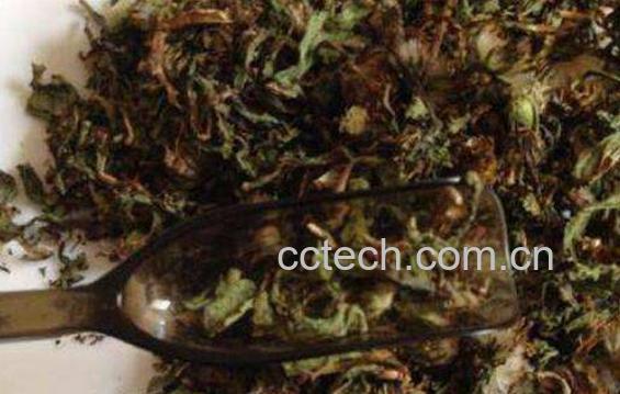 蒲公英茶的功效与作用 蒲公英茶可以天天喝吗-0