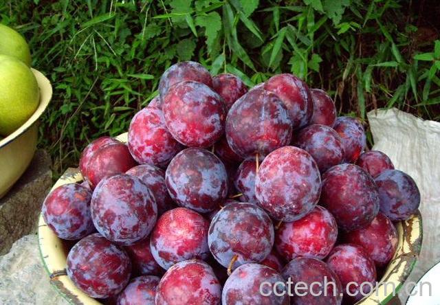 果蔬百科黑李子-0