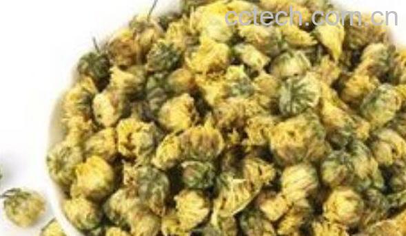 胎菊花的功效与作用-1