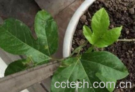 百香果籽的播种方法-1