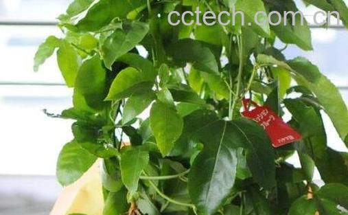 百香果籽的播种方法-0