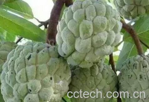 越南番菠萝怎么吃-0