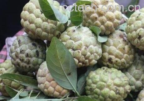 越南番菠萝怎么吃-1