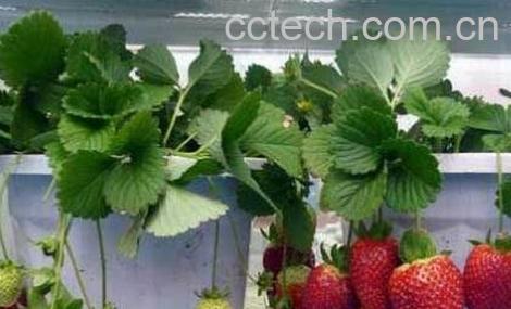 阳台草莓的种植方法技巧-0