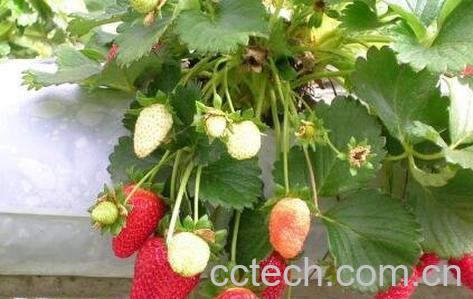 阳台草莓的种植方法技巧-1