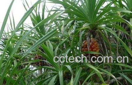 野生菠萝怎么吃最好-0