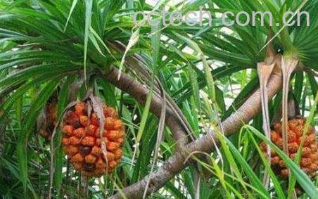 野生菠萝怎么吃最好-1