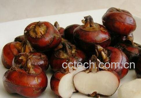 荸荠的功效与作用 荸荠的营养价值-1