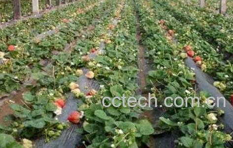 草莓的种植方法及时间-1