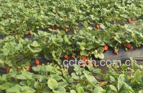 草莓的种植方法及时间-0