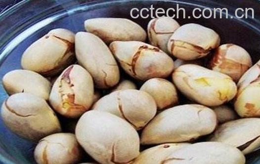 盐水菠萝蜜的核怎么吃-1