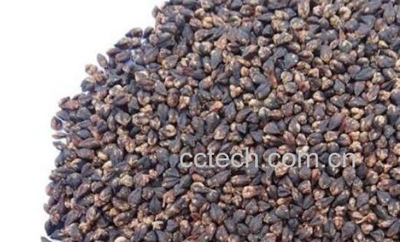 黑苦荞和黄苦荞的区别-0