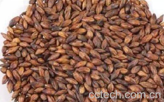 大麦茶的功效与作用 大麦茶的冲泡方法-0