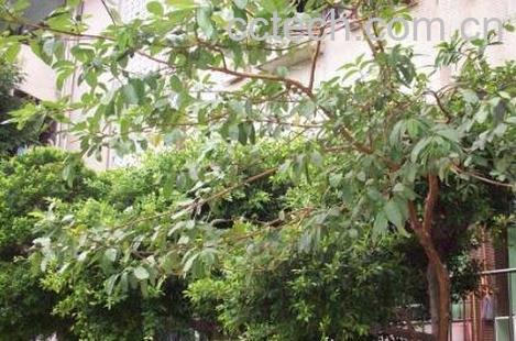 番石榴树皮的功效与作用-1