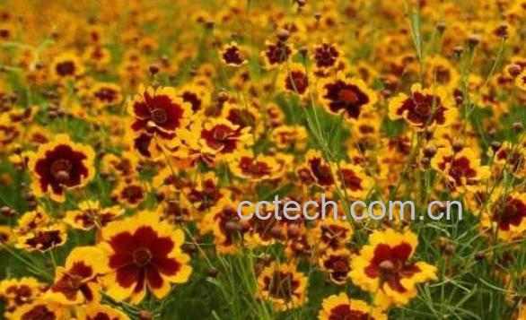 雪菊花茶的功效与禁忌-1