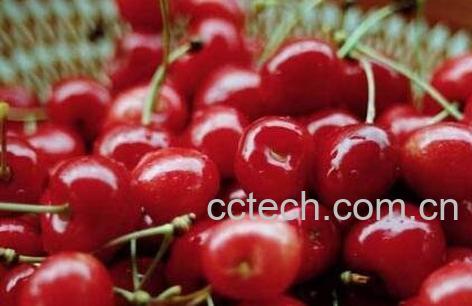 樱桃和车厘子的区别-1