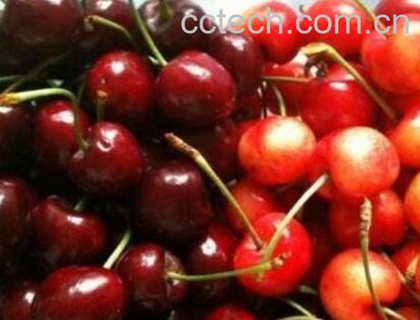樱桃和车厘子的区别-0