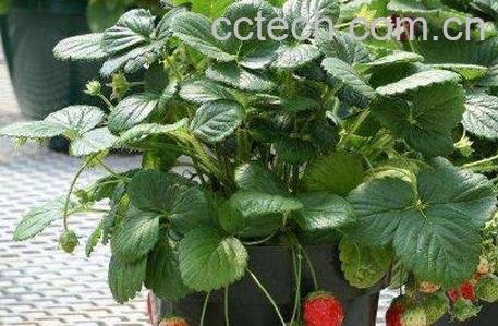 盆栽草莓怎么施肥 盆栽草莓施肥什么肥料-0