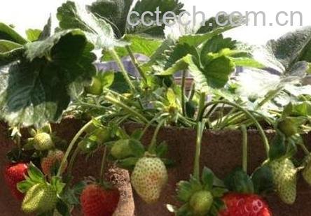 盆栽草莓怎么施肥 盆栽草莓施肥什么肥料-1