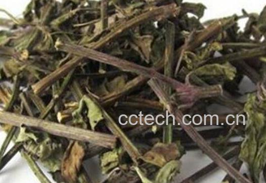 什么是肾茶 肾茶的功效与作用-1