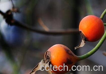 蔷薇果的药用价值-0