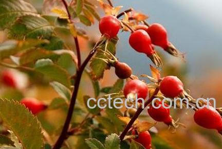 蔷薇果的药用价值-1
