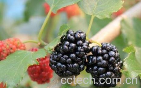 黑莓果的营养价值-0