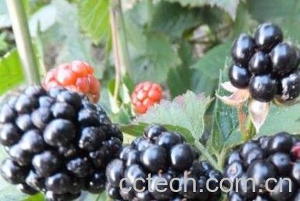黑莓果的营养价值-1