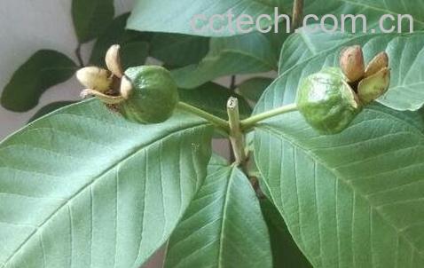 番石榴树叶的功效与作用-0