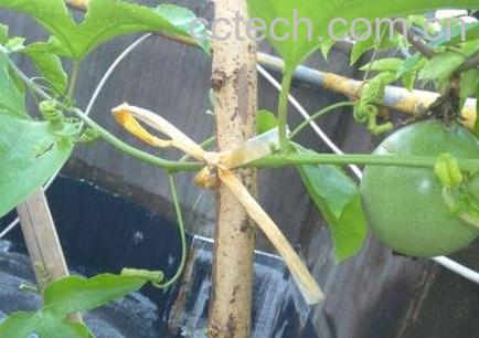 百香果种子怎么种植 百香果籽的播种方法-0