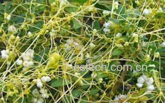 菟丝子的功效与作用及药用价值-1