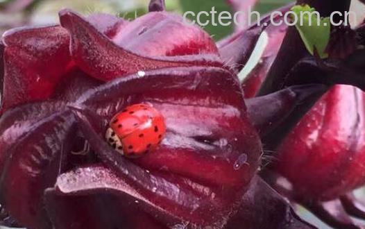  玫瑰茄的功效与作用 玫瑰茄泡水喝的禁忌-1