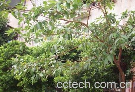 番石榴树根有什么功效与作用-0