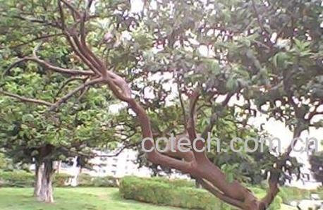 番石榴树根有什么功效与作用-1