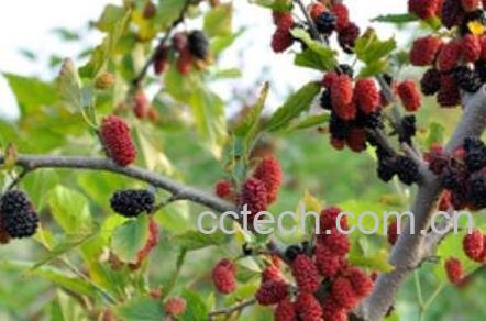  桑树果的药用价值-0