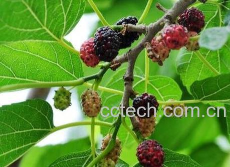  桑树果的药用价值-1