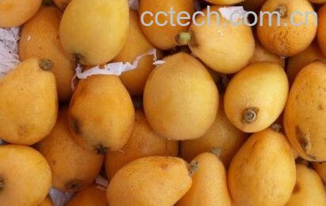 琵琶果的药用价值-0