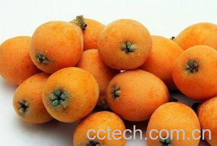 琵琶果的药用价值-1