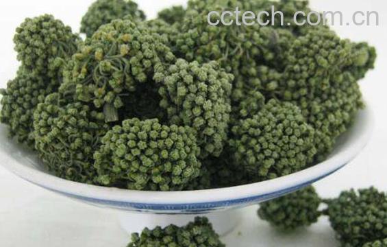 三七花茶的功效与作用及禁忌-1