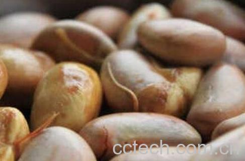 菠萝蜜的核怎么吃 菠萝蜜核的功效与作用-1